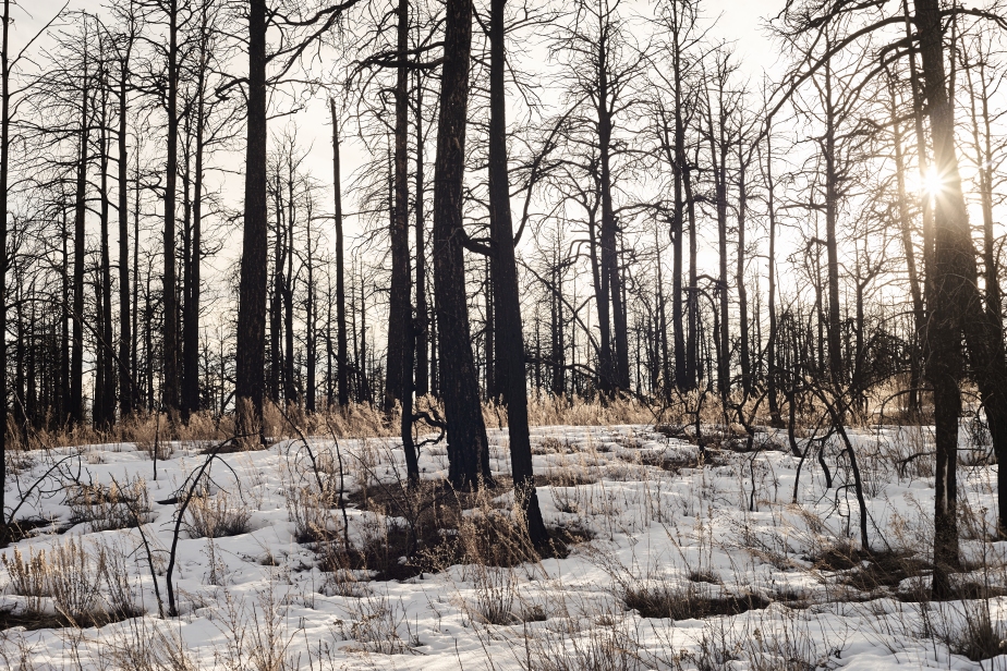 Wildfire